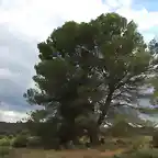 Pinus halepensis (2)