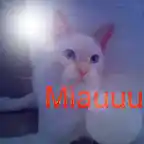 miaaaau