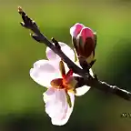 16, flor de almendro 1, marca