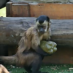 Zoo Barcelona, Faunia y Safari Madrid 450