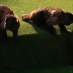 Zoo Barcelona, Faunia y Safari Madrid 435