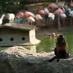 Zoo Barcelona, Faunia y Safari Madrid 457