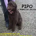 PIPO Sevilla