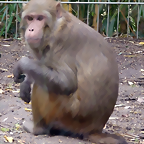 Macaca mulatta (21-9-18 Best zoo)