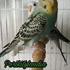 FB_IMG_1498148220452