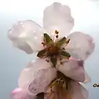 15, flor de almendro 4, marca