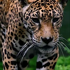 Zoo de Barcelona 07-06-11 791