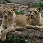 Zoo de Barcelona 07-06-11 910