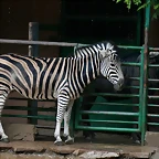 Zoo de Barcelona 07-06-11 223