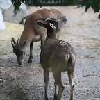 Zoo de Barcelona 07-06-11 241