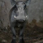 Zoo de Barcelona 07-06-11 523