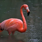 Zoo de Barcelona 07-06-11 665