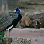 Zoo de Barcelona 07-06-11 062