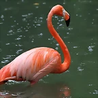 Zoo de Barcelona 07-06-11 671
