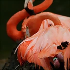 Zoo de Barcelona 07-06-11 686