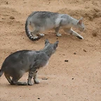 Zoo de Barcelona 07-06-11 413