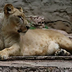 Zoo de Barcelona 07-06-11 912