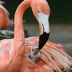 Zoo de Barcelona 07-06-11 591