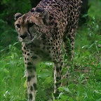 Zoo de Barcelona 07-06-11 767