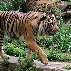 Zoo de Barcelona 07-06-11 890