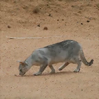 Zoo de Barcelona 07-06-11 466