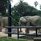 Zoo de Barcelona 07-06-11 004