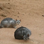 Zoo de Barcelona 07-06-11 422