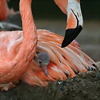 Zoo de Barcelona 07-06-11 597
