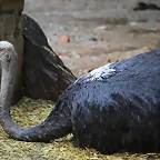 Zoo de Barcelona 07-06-11 220