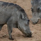 Zoo de Barcelona 07-06-11 550