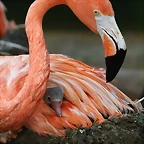 Zoo de Barcelona 07-06-11 613
