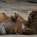 Zoo de Barcelona 07-06-11 390