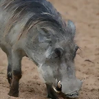 Zoo de Barcelona 07-06-11 545