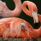 Zoo de Barcelona 07-06-11 641