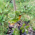 IMG_20200420_145418