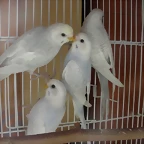 4 pollos 10-10-11