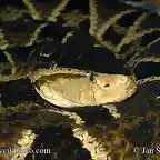 bothrops-asper-2