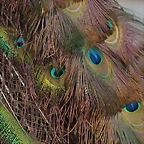 Zoo de Barcelona 03-03-12 366