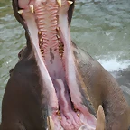 Zoo de Barcelona 03-03-12 337
