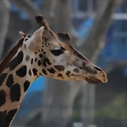 Zoo de Barcelona 03-03-12 342