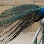 Zoo de Barcelona 03-03-12 348