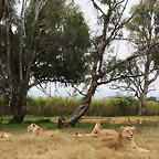Lion Park i Rhino & Lion Nature Reserve 22-04-09 079