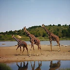 PIC04274