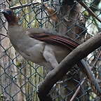 Ortalis erythroptera 1 (6-10-23 Bioparque Amaru)