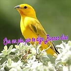 CON UN PIO PIO TE DIGO BUENOS DIAS