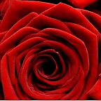 una rosa roja