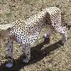 Cheetah (papercraft) by Pendragon