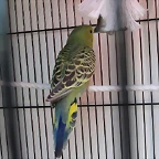 Q9