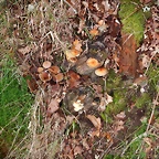 DSCN3741