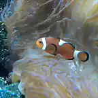 Pez payaso com?n (Amphiprion ocellaris)